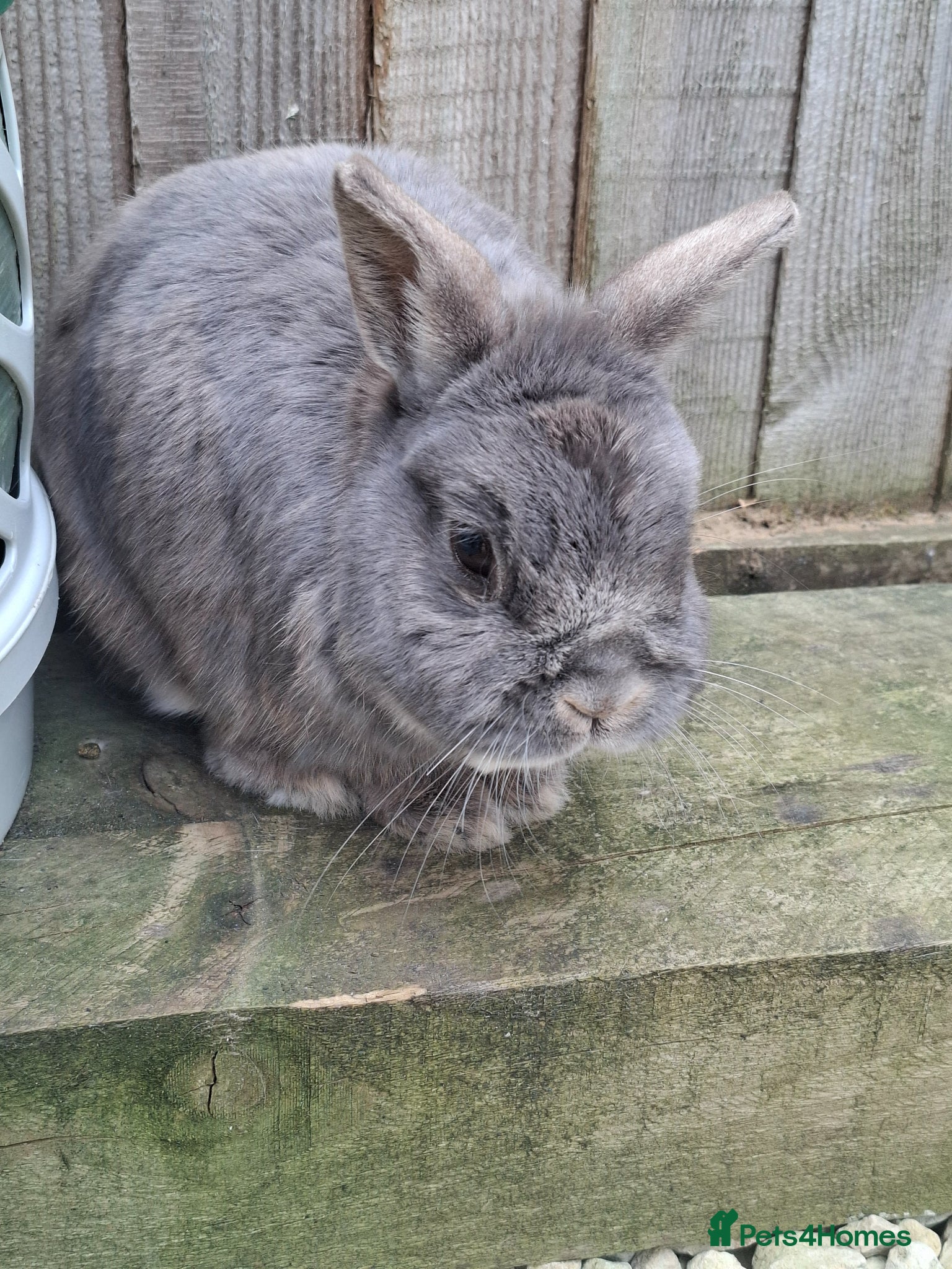 Netherland Dwarf rabbits for sale: Klompje (M) & Sapheiri (F) bonded couple. 7-8yrs in Bury Saint Edmunds - Advert 9
