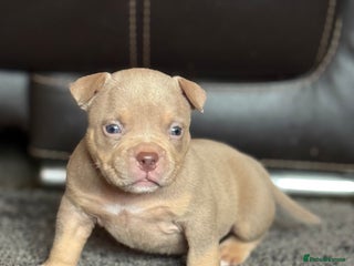 American Bully dogs American Pocket Bully Puppies - Advert 8