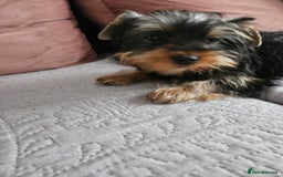 Yorkshire Terrier dogs for sale: For sale - Image 2