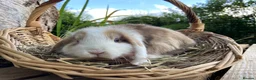 Mini Lop rabbits for sale: Mini Lop Rabbits for sale  - Advert 13