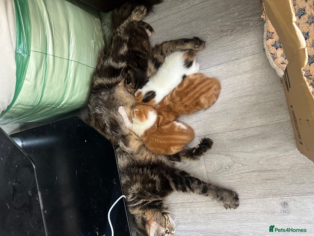 Norwegian Forest Cat cats for sale: Kittens for sale  - Image 19