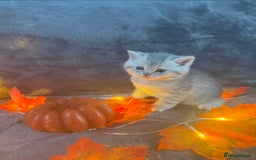 Scottish Fold cats for sale: 2 Adorable Scottish fold kittens left  - Advert 14