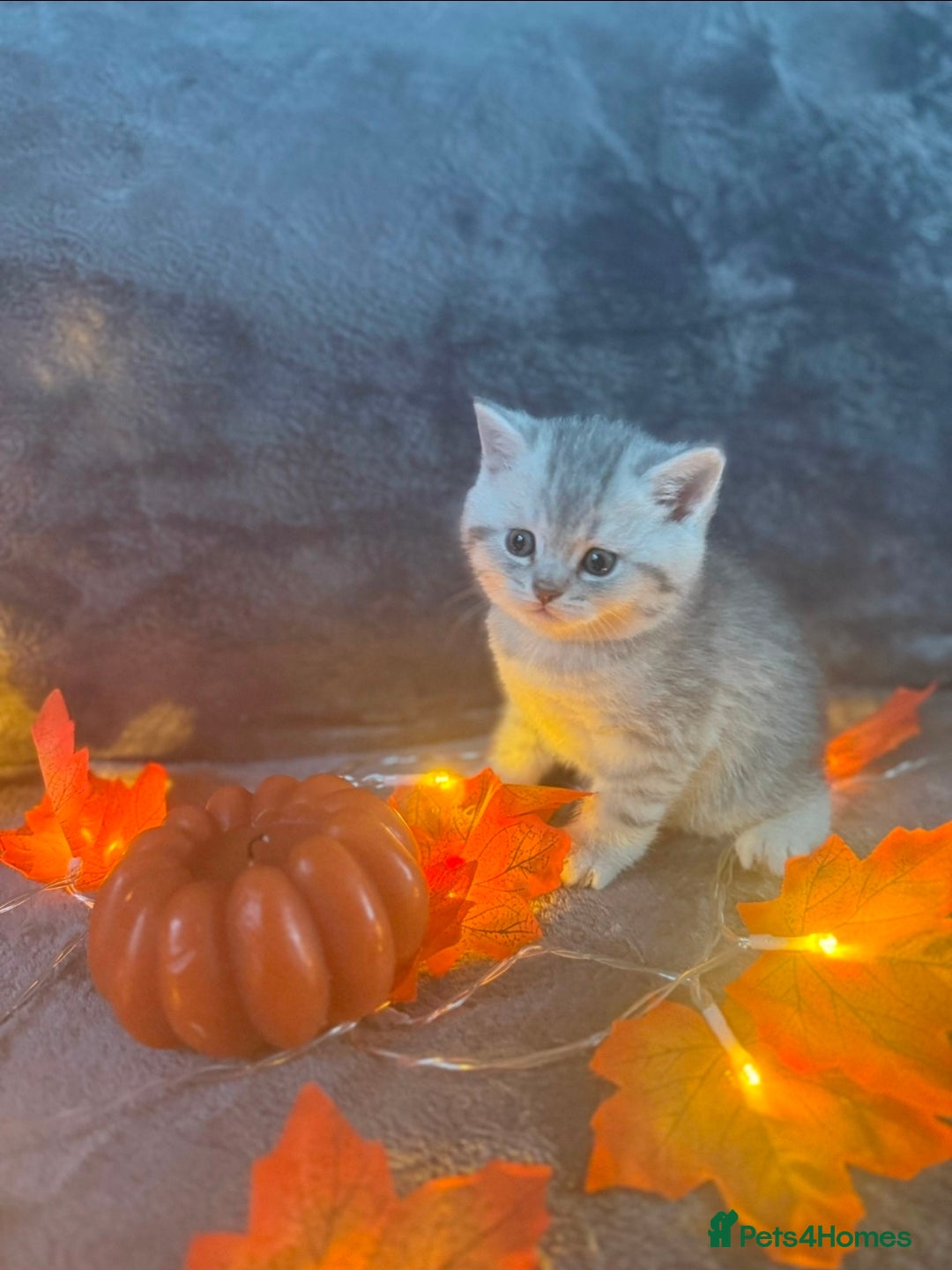 Scottish Fold cats for sale: 2 Adorable Scottish fold kittens left  - Advert 14