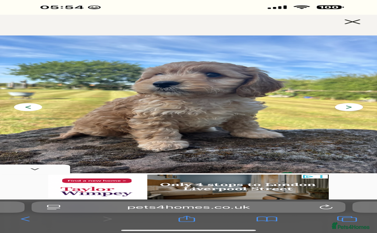 Cockapoo dogs - Advert 7