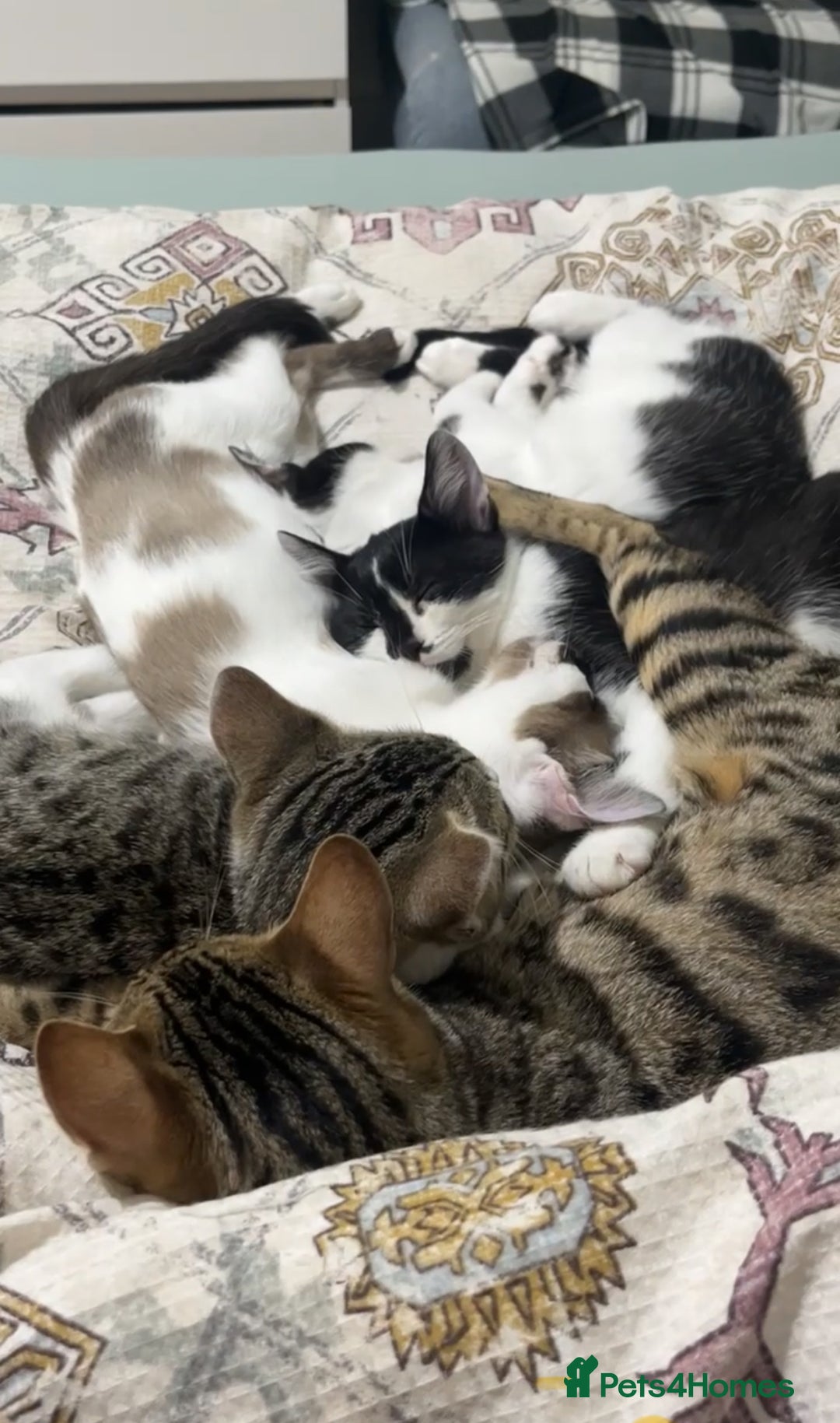 British Longhair cats for sale: Bengal x british long hair mix kittens - Image 6