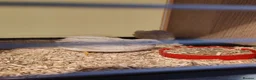 Quail poultry for sale: BUTTON Quails - Advert 5