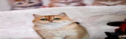British Shorthair cats for sale: BSH Retired Queen, very young  - Advert 10
