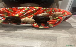 Cockapoo dogs for sale: F1 cockapoo puppies  - Image 18