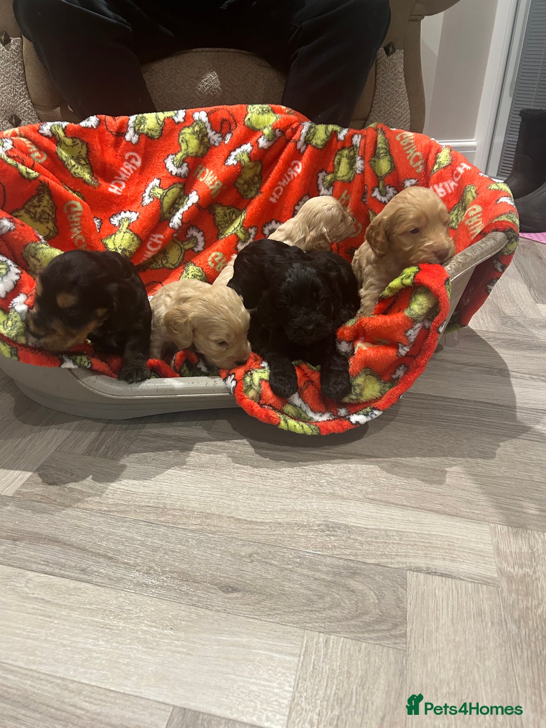 Cockapoo dogs for sale: F1 cockapoo puppies  - Image 18