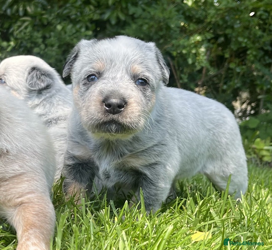 Australian Cattle Dog dogs for sale: Australian Cattle Dog boys&girls - Advert 3
