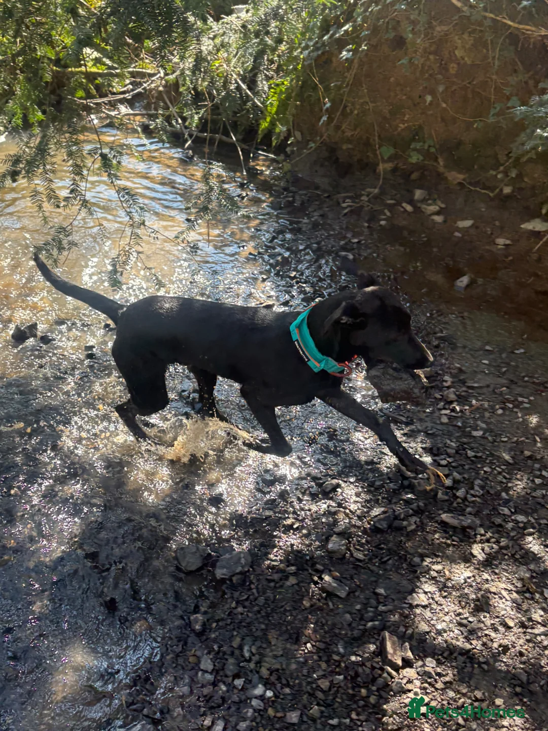 Mixed Breed dogs for sale: 8 month old Male Doberman mixed Retriever  in Dudley - Advert 2