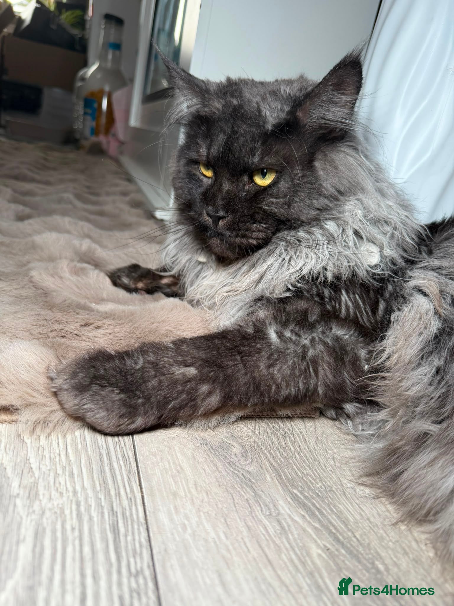 Mixed Breed cats Bsh cross maincoon  - Advert 6