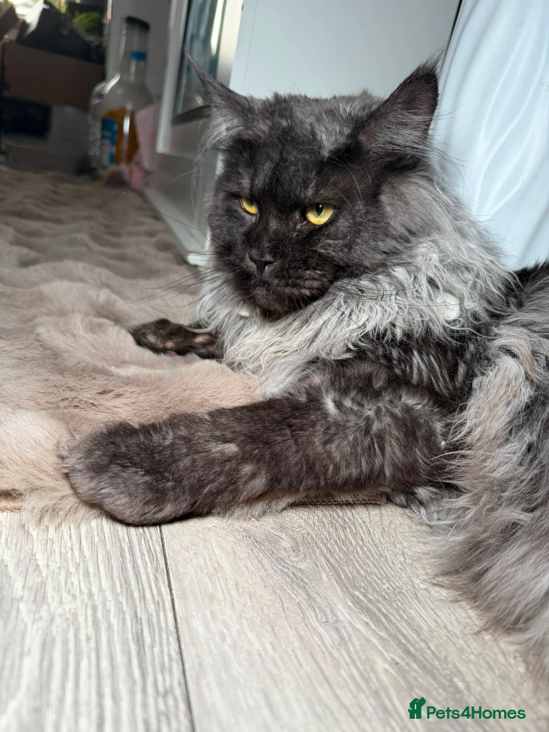 Mixed Breed cats for sale: Bsh cross maincoon  - Advert 2