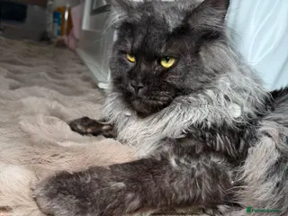 Mixed Breed cats Bsh cross maincoon - Advert 6