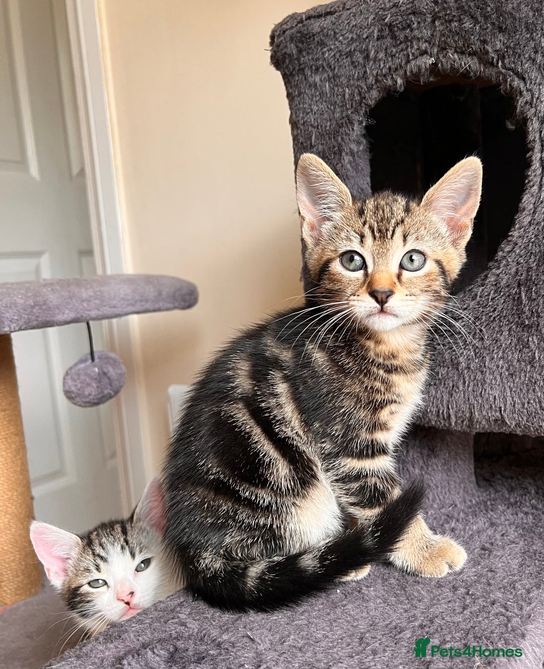 Toyger cats for sale: Adorable kitten  - Image 34