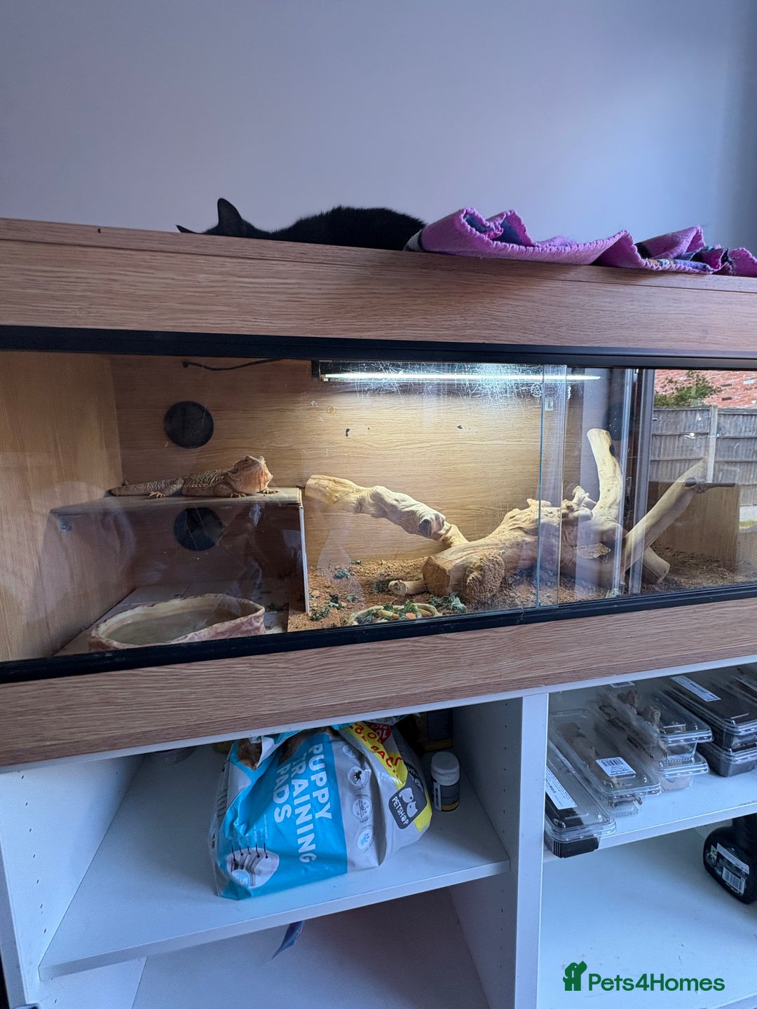 Bearded Dragon reptiles for sale: 3 year old beared dragon- comes with viv+extras - Image 2
