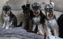 Miniature Schnauzer dogs for sale: Your furry soulmate - Image 4