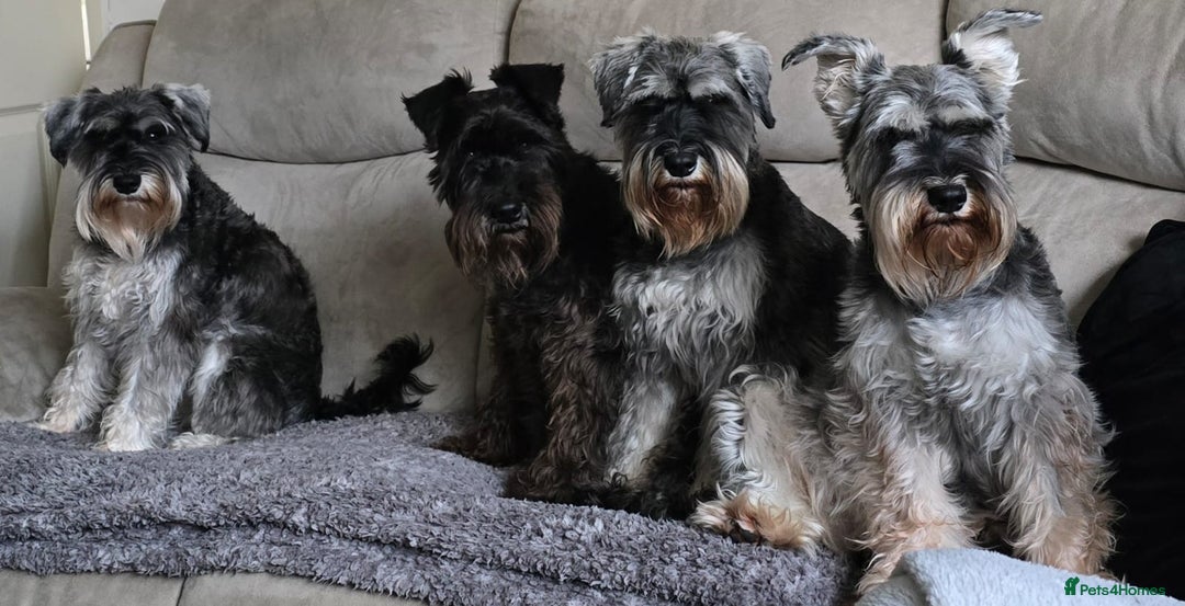 Miniature Schnauzer dogs for sale: Your furry soulmate - Image 4
