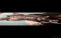 Mixed Breed cats for sale: Spynx X maincoon  - Image 19