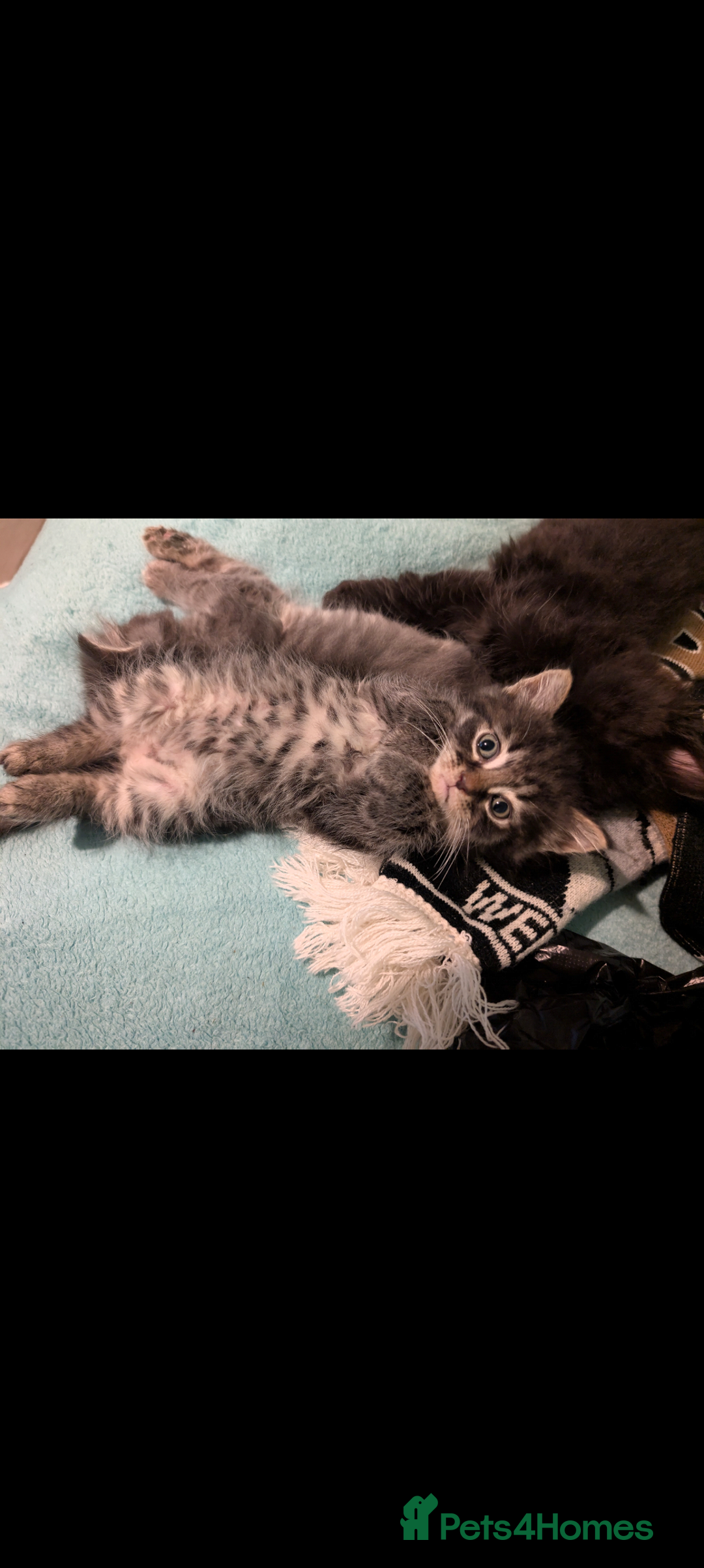 Mixed Breed cats for sale: Spynx X maincoon  - Image 19