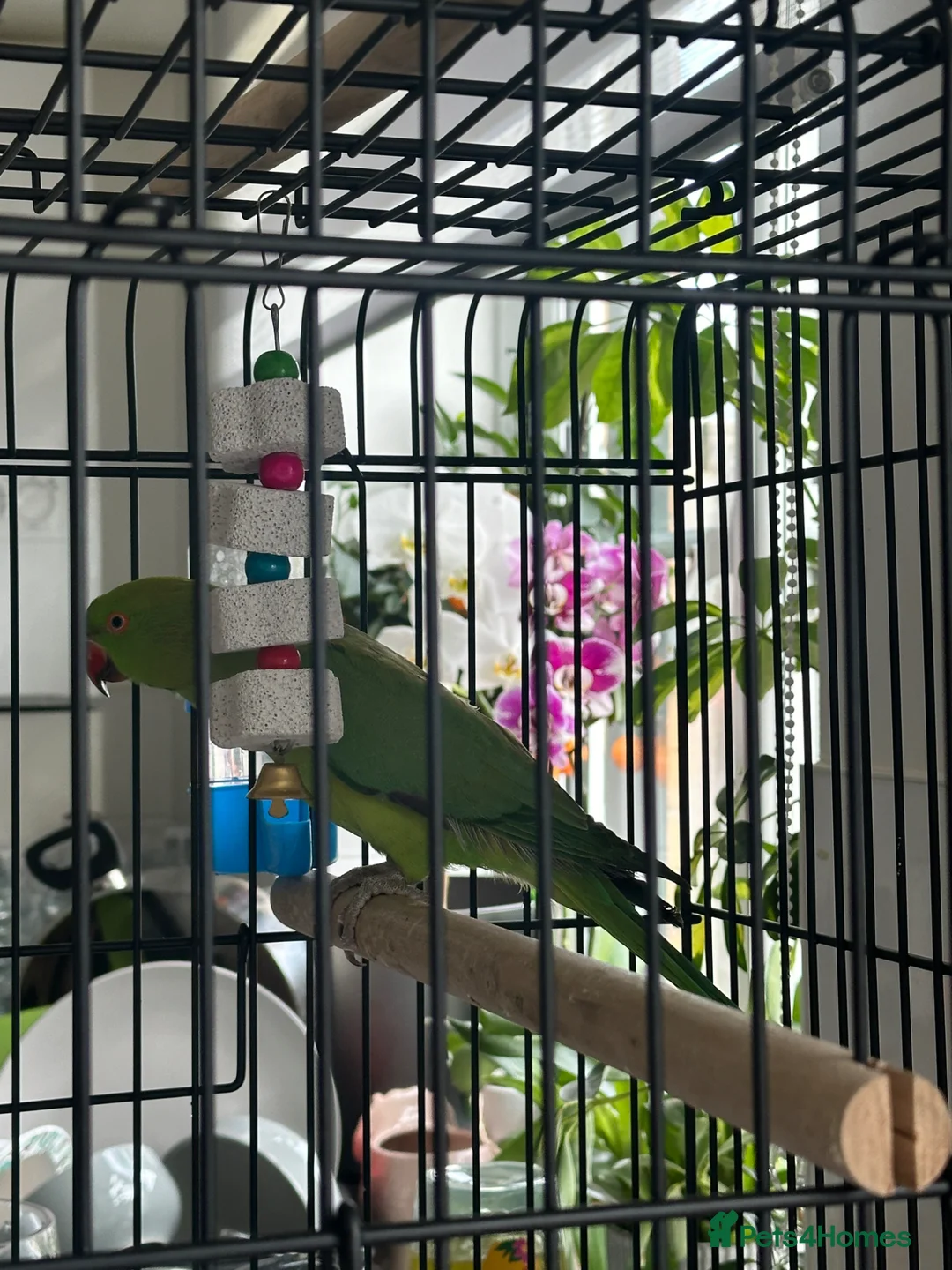 Ringnecks birds for sale: Coco  in Witney - Advert 5