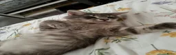 Norwegian Forest Cat cats for sale: Beautiful 12 week old kitten - Advert 5
