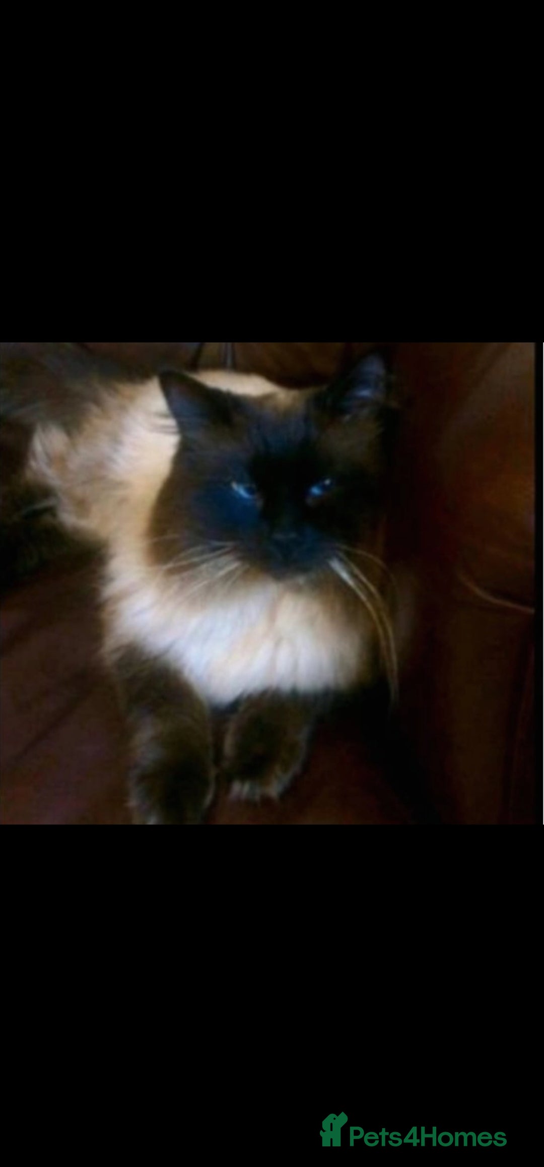 Ragdoll cats for sale: Ragdoll kittens ready now - Advert 24