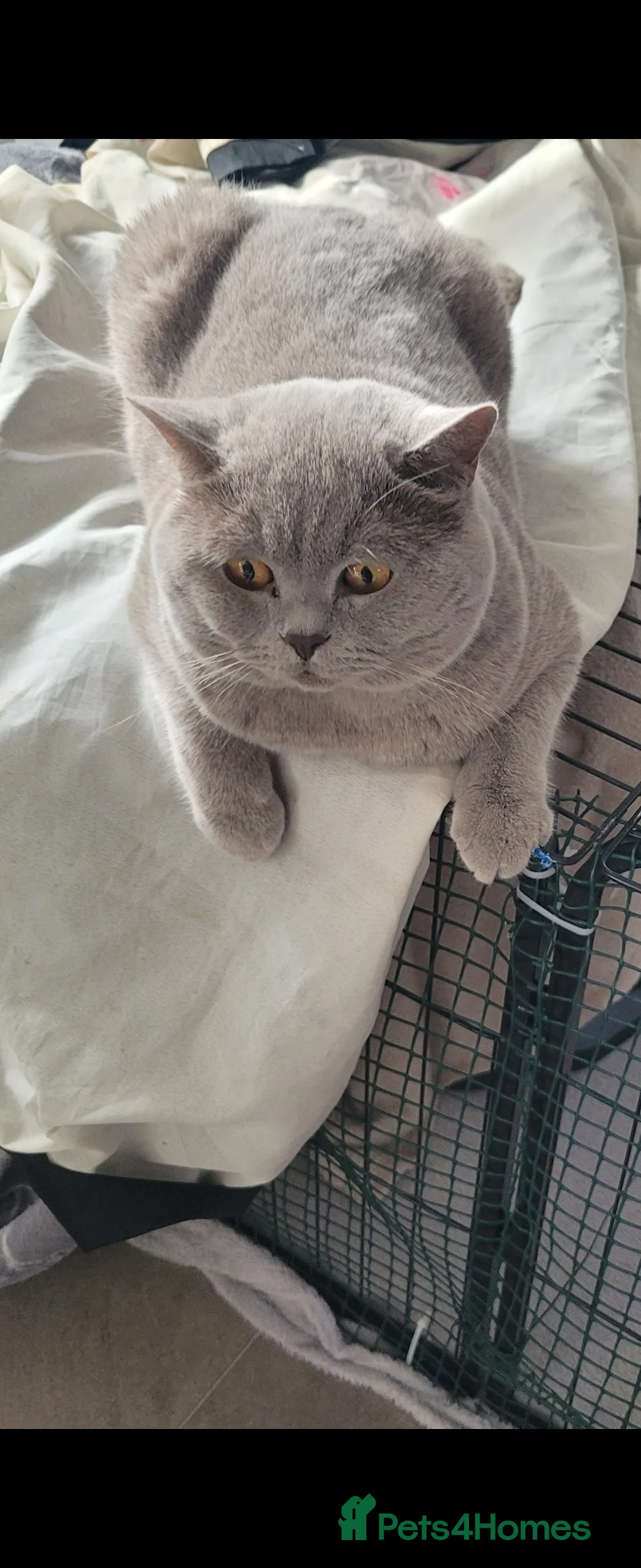 British Shorthair cats for sale: Britishshort hair - Advert 5
