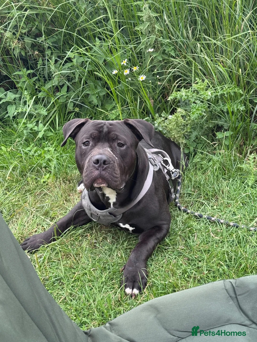 Mixed Breed dogs for sale: Kilo  - Advert 2