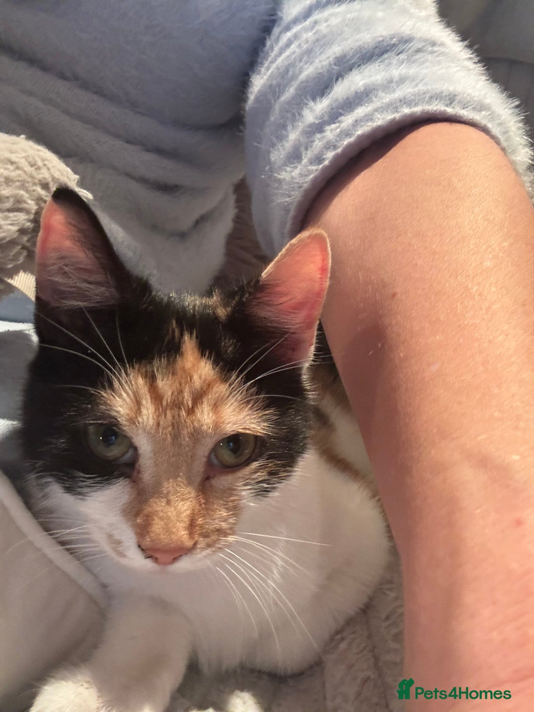 Mixed Breed cats for sale: Mixed Maine Coon & Randall Mix - Advert 9