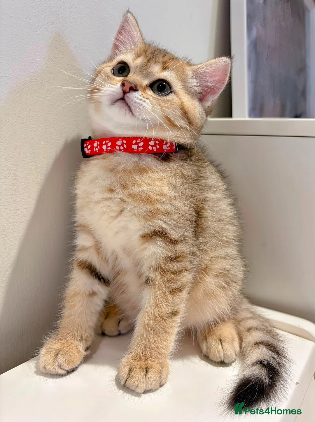 British Shorthair cats for sale: Golden British Shorthair Kitten (Female, 3 Months) in Ilford - Advert 2