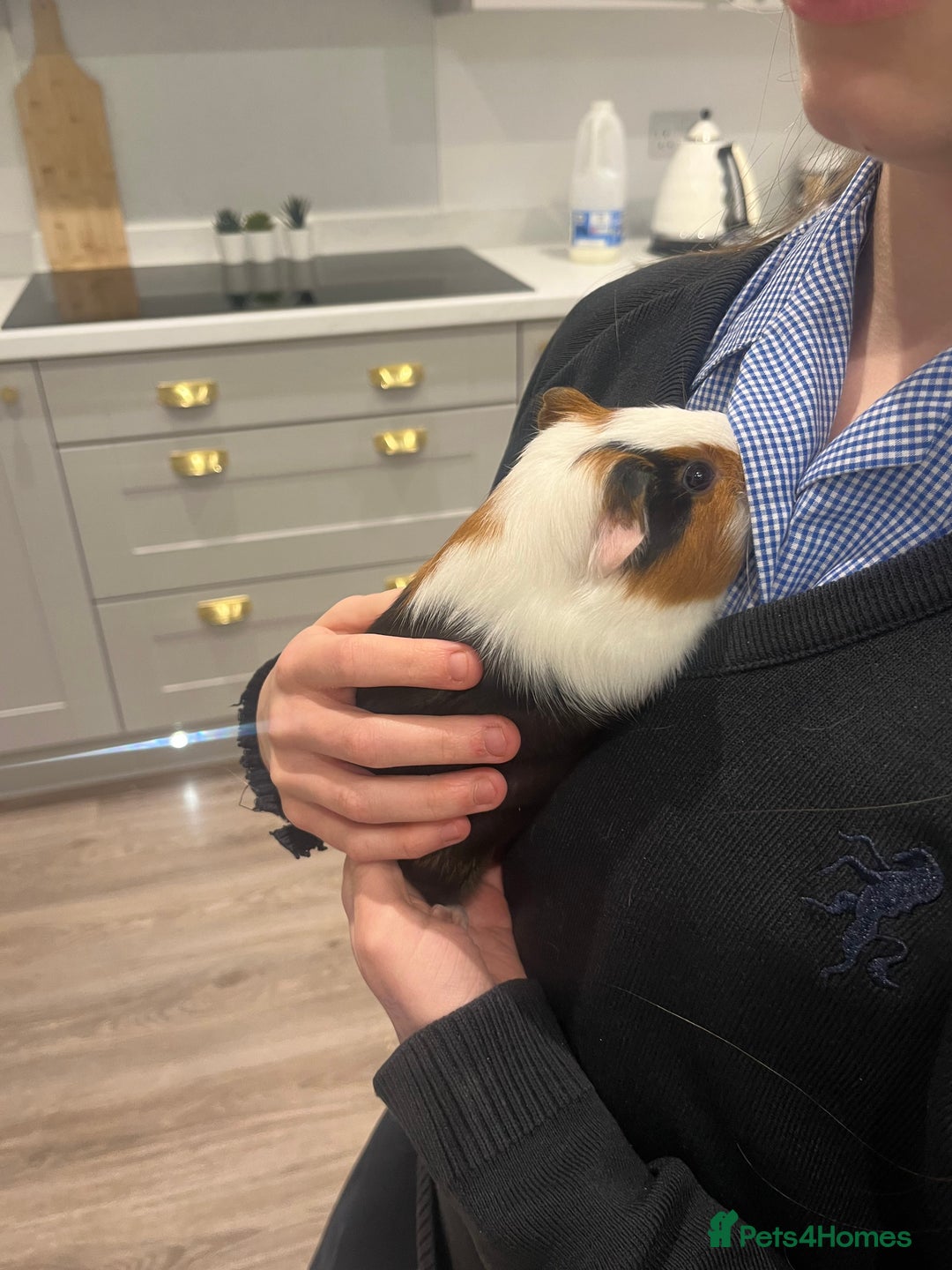 Guinea Pig rodents for sale: Two female Guinea pigs. With cage and accessories  - Advert 2