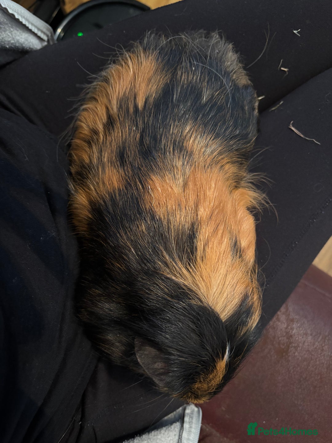 Guinea Pig rodents for sale: Guinea pig.  - Advert 4