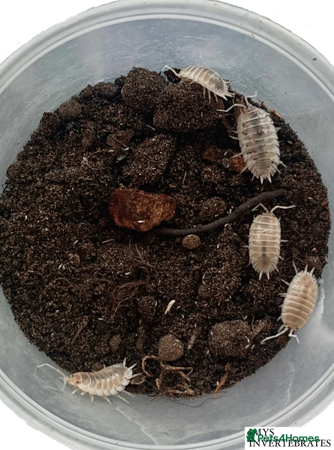 Isopods invertebrates for sale: ISOPODS READ DESCRIPTION happy to ship :) - Advert 4