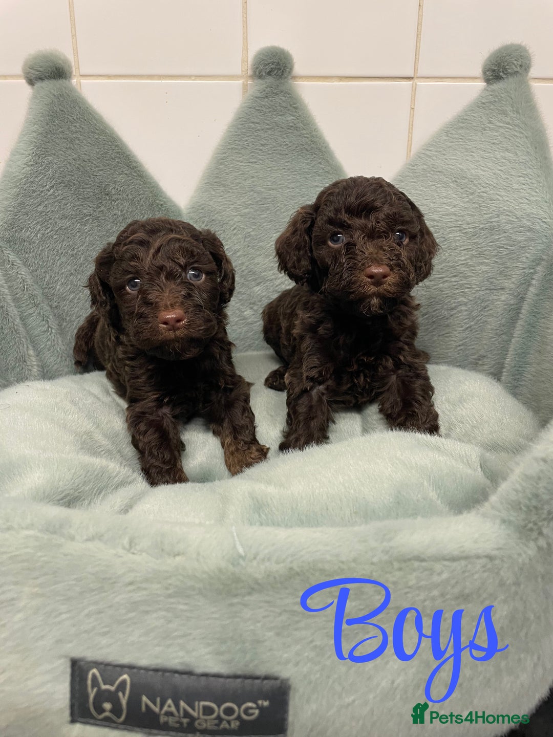 Cavapoo dogs for sale: Ready 22nd Dec f1b cavapoos - Advert 2