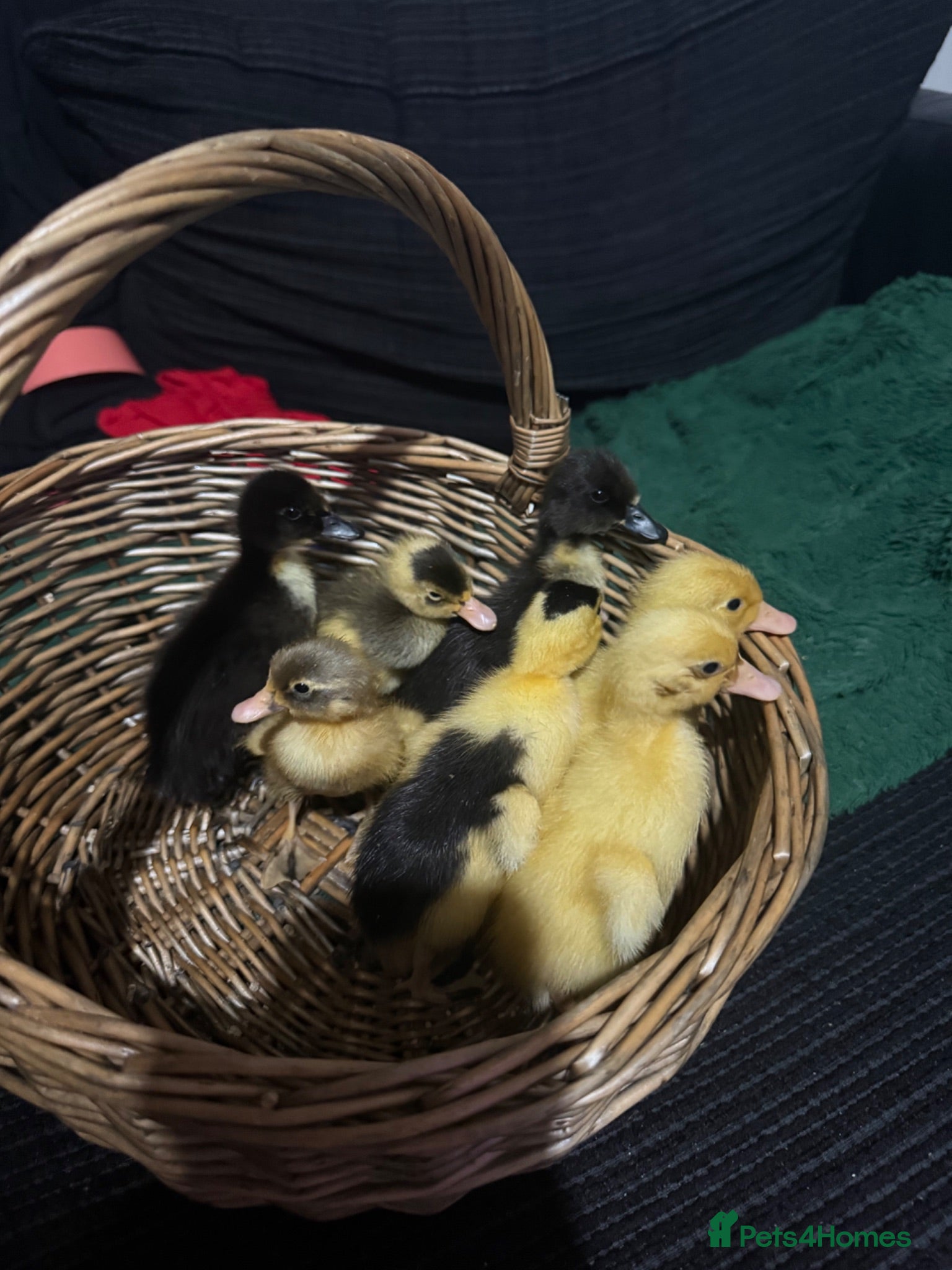 Ducks poultry Ducklings  - Advert 2