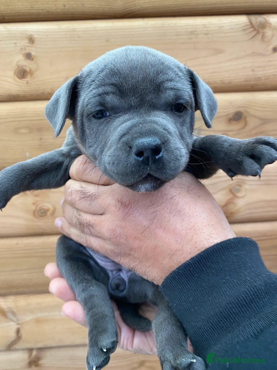 Staffordshire Bull Terrier dogs for sale: 🐾🐾SBT puppies for sale 🐶🐶 - Advert 4