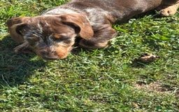 Miniature Dachshund dogs for sale: Miniature Wire Haired Dachshund  - Image 39