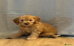 Cockapoo dogs for sale: Cockapoo puppy - Advert 1