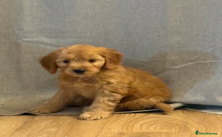 Cockapoo dogs - Advert 6