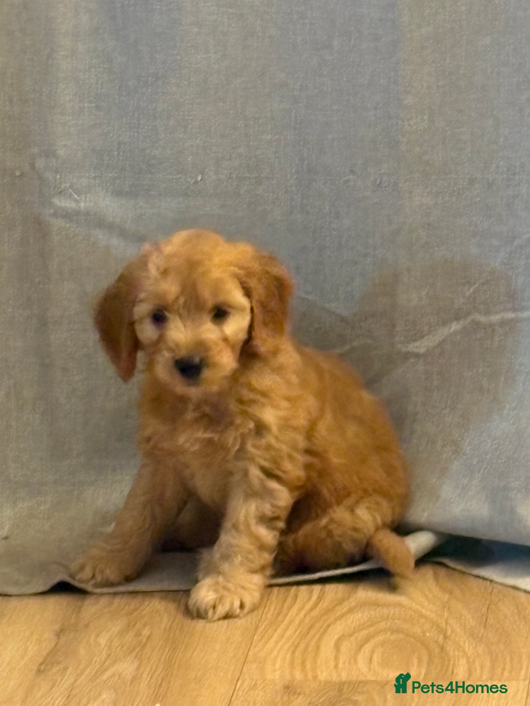 Cockapoo dogs for sale: Cockapoo puppy - Advert 1