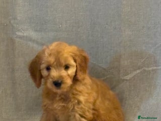 Cockapoo dogs - Advert 16