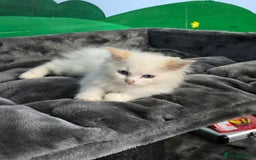 Ragdoll cats for sale: Beautiful Ragdoll babies  - Image 6