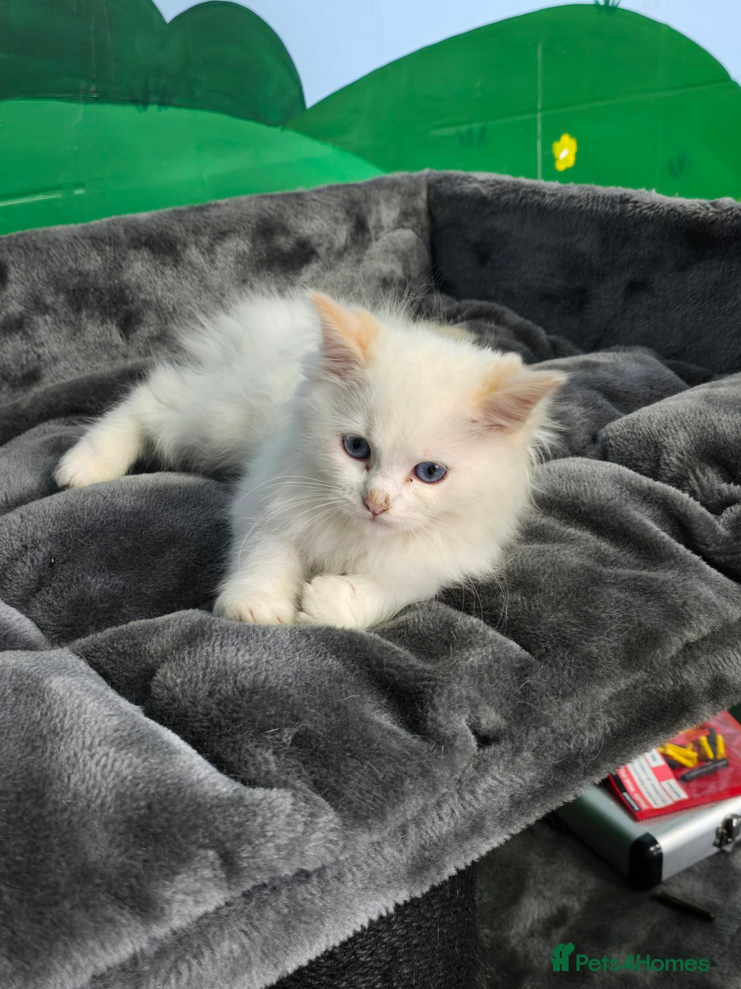 Ragdoll cats for sale: Beautiful Ragdoll babies  - Image 6