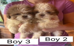 Shih Tzu dogs for sale: Four shih tzu boy puppy’s for sale. - Image 9