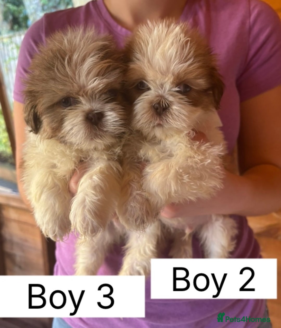 Shih Tzu dogs for sale: Four shih tzu boy puppy’s for sale. - Image 9