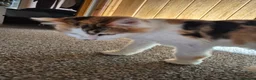 Mixed Breed cats for sale: 3 year old female cat in need of rehoming - Advert 3