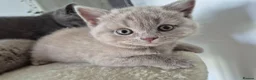 British Shorthair cats for sale: British shorthair kittens  - Advert 27