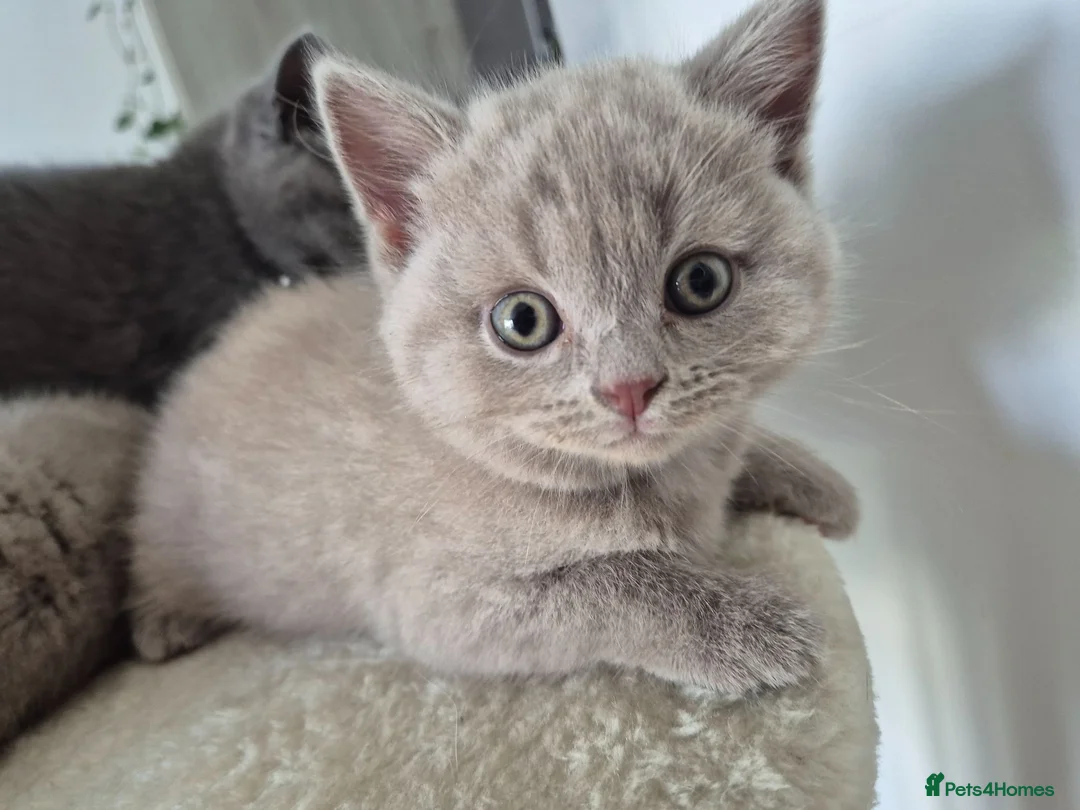 British Shorthair cats for sale: British shorthair kittens  - Advert 27