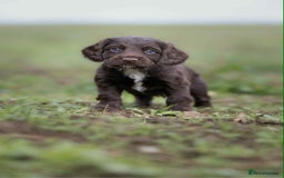 Cocker Spaniel dogs for sale: Litter of beautiful KC registered working cockers - Image 1